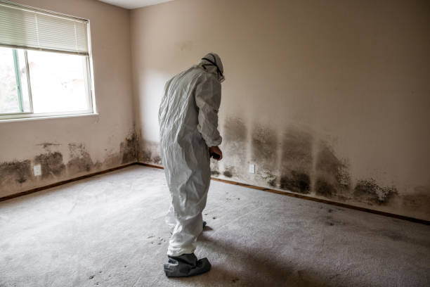Best Black Mold Remediation in Oak Bluffs, MA